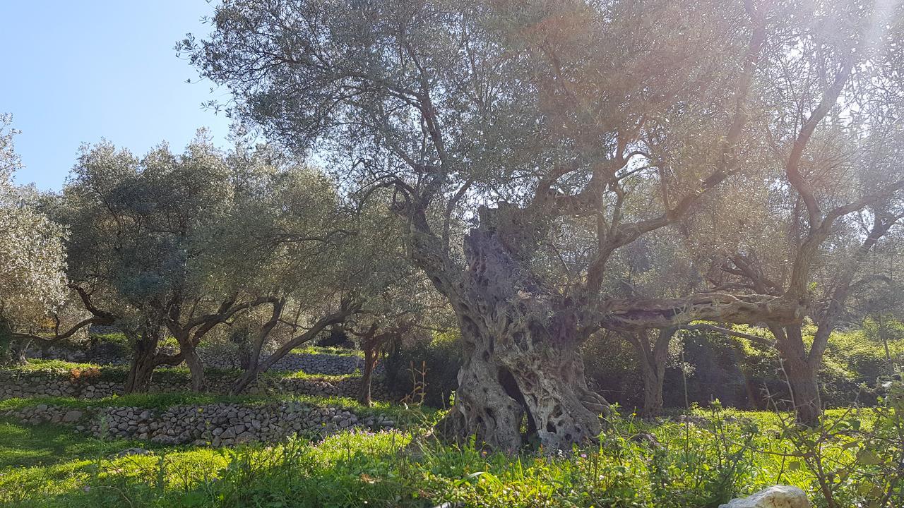 Green Dolphin Διαμέρισμα Bar Εξωτερικό φωτογραφία